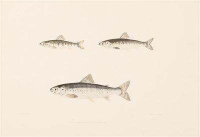 Lot 151 - Fish - Yarrell, William