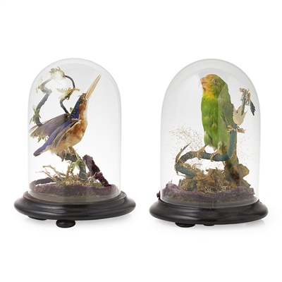Lot 9 - TWO DOMED TAXIDERMY BIRDS