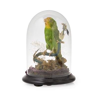 Lot 9 - TWO DOMED TAXIDERMY BIRDS