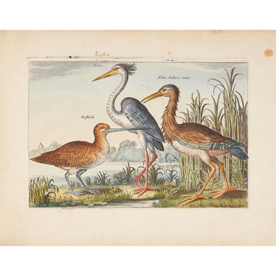 Lot 306 - Ornithology 