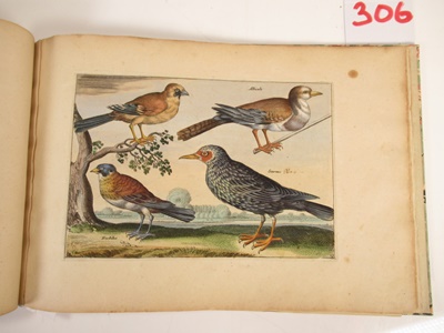 Lot 306 - Ornithology 