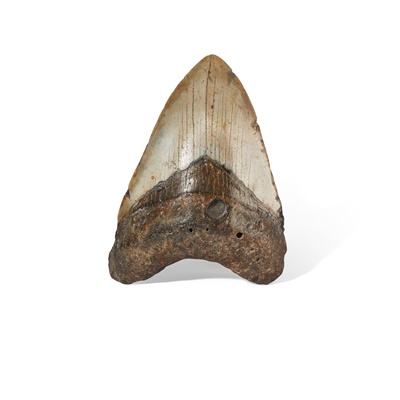 Lot 157 - MEGALODON TOOTH