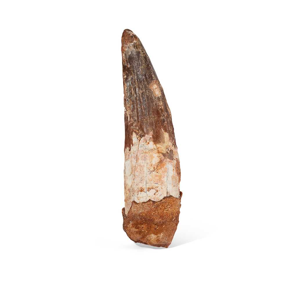 Lot 144 - LARGE SPINOSAURUS TOOTH