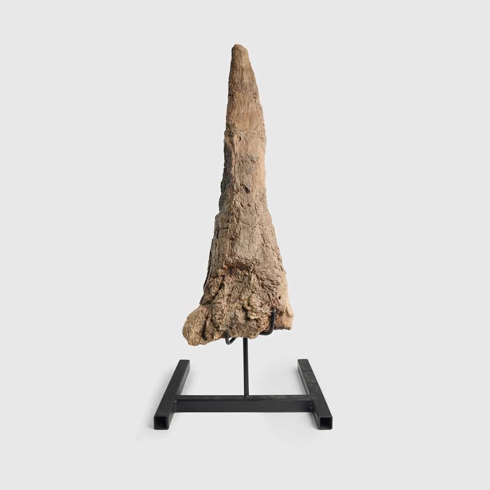 Lot 157 - TRICERATOPS HORN
