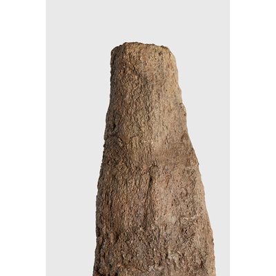 Lot 157 - TRICERATOPS HORN
