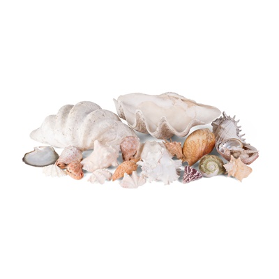 Lot 304 - COLLECTION OF SHELLS