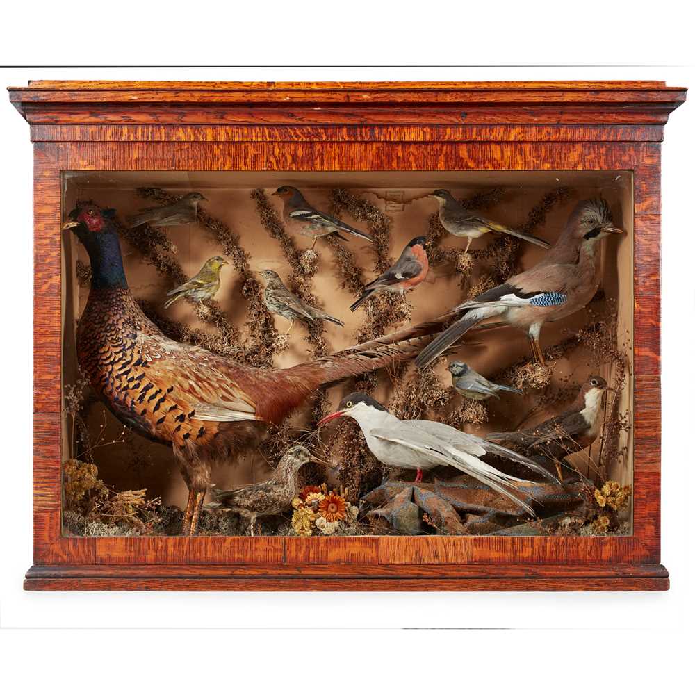 Lot 180 - EDWARDIAN CASED TAXIDERMY BIRD DIORAMA, BY JAMES GRIMSON, HAMILTON
