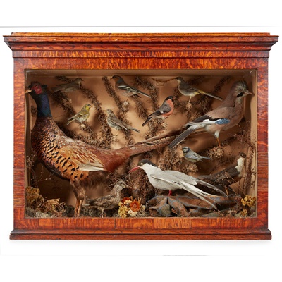 Lot 180 - EDWARDIAN CASED TAXIDERMY BIRD DIORAMA, BY JAMES GRIMSON, HAMILTON