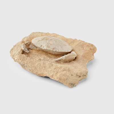 Lot 15 - ARCHAEOGERYON CRAB FOSSIL