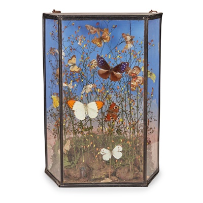 Lot 405 - VICTORIAN CASED BUTTERFLY DIORAMA