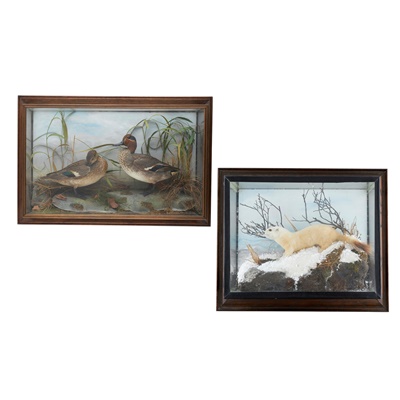Lot 244 - TWO OAK-CASED TAXIDERMY WALL MOUNTED DIORAMAS