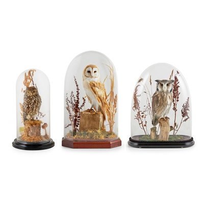 Lot 361 - THREE DOME-CASED TAXIDERMY OWLS