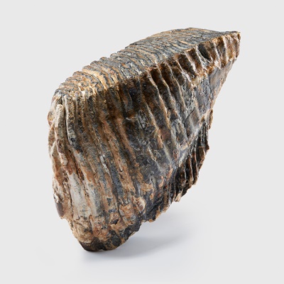 Lot 172 - WOOLLY MAMMOTH TOOTH, MAMMUTHUS PRIMIGENIUS