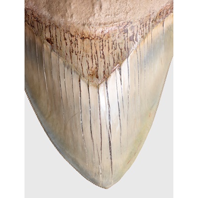 Lot 53 - COLLECTION OF MEGALODON TEETH