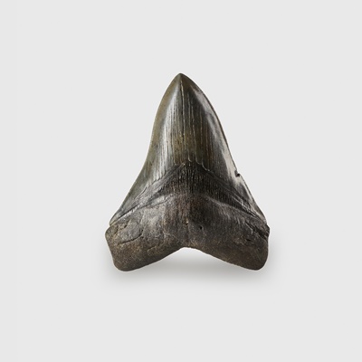 Lot 53 - COLLECTION OF MEGALODON TEETH