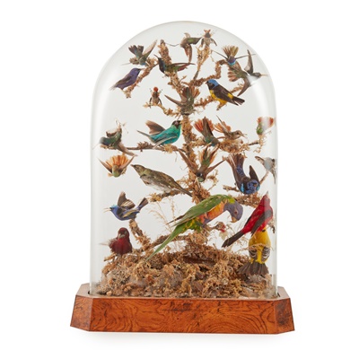 Lot 371 - VICTORIAN DOMED TAXIDERMY BIRDS OF SOUTH AMERICA DIORAMA