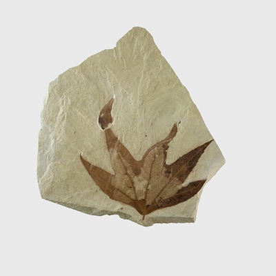 Lot 57 - FOSSIL SYCAMORE LEAF