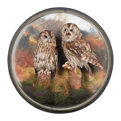 Lot 58 - A WALL DOMED PAIR OF TAXIDERMY TAWNY OWLS (STRIX ALUCO)