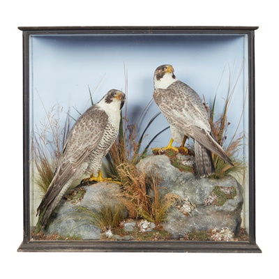 Lot 61 - A LATE VICTORIAN CASED PAIR OF TAXIDERMY PEREGRINE FALCONS (FALCO PEREGRINUS)
