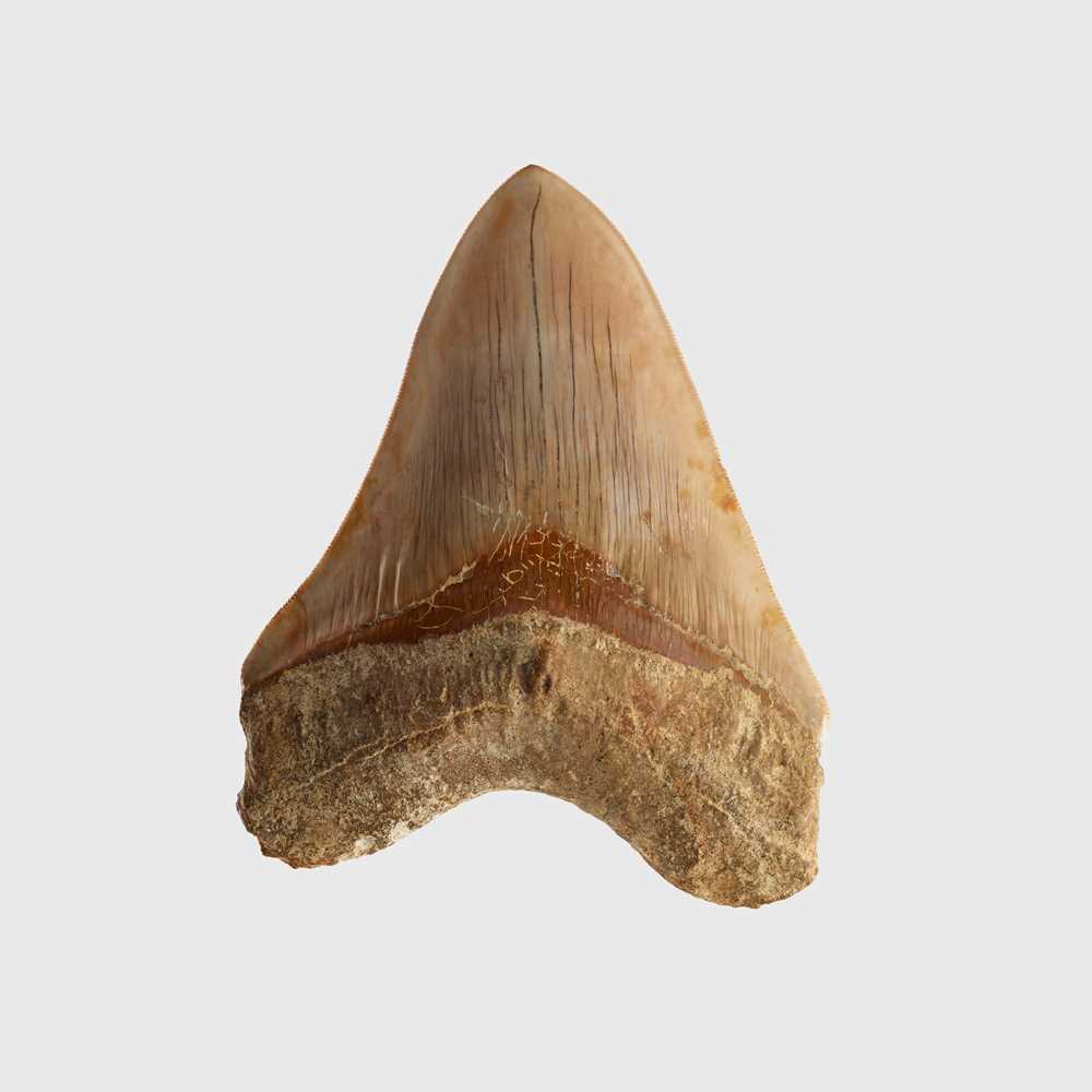 Lot 2 - LARGE MEGALODON TOOTH