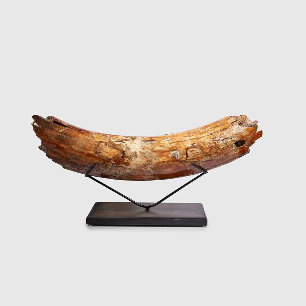 Lot 51 - EXCEPTIONALLY LARGE PARTIAL MAMMOTH TUSK