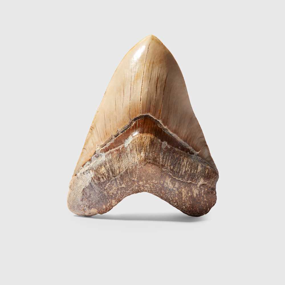 Lot 54 - LARGE MEGALODON TOOTH