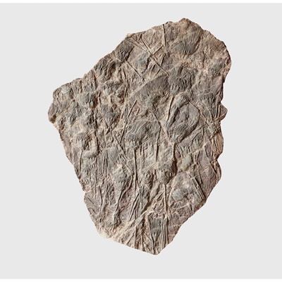 Lot 58 - LARGE CRINOID SEA-BED PLAQUE